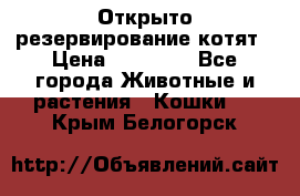 Открыто резервирование котят › Цена ­ 15 000 - Все города Животные и растения » Кошки   . Крым,Белогорск